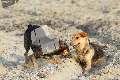 Image of dogs playing on sandy beach
