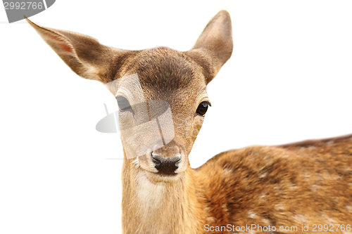 Image of isolated portrait of fallow deer calf