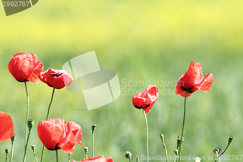 Image of poppies in the wind