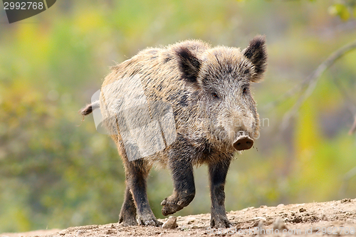 Image of wild boar coming towards camera