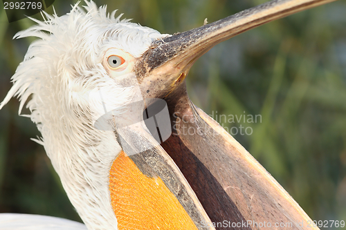 Image of dalmatian pelican with open beak