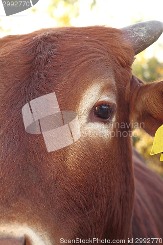 Image of closeup of zebu eye