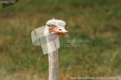 Image of sleepy ostrich