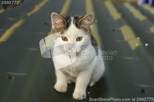 Image of small domestic cat