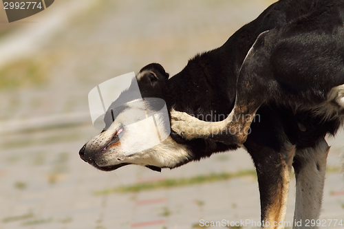 Image of feral dog scratching