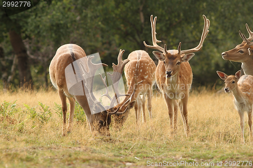 Image of fallow deer herd in a clearing