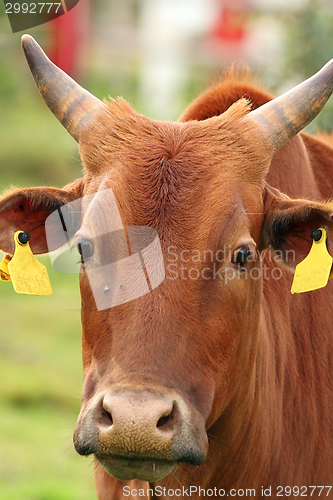 Image of curious zebu portrait