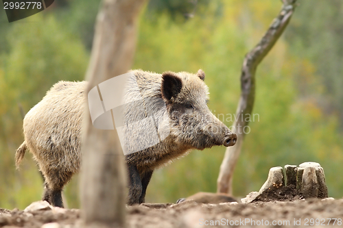 Image of wild boar standing on clearing