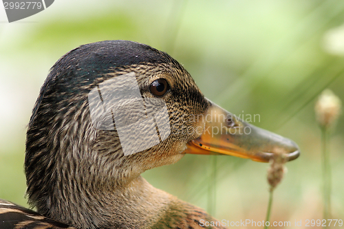 Image of closeup on head of a female mallard