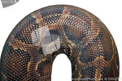 Image of detail on  burmese python skin