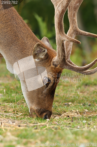 Image of fallow deer grazing on meadow