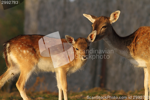 Image of fallow deer calf with hind