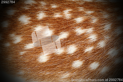 Image of texture of dama real pelt