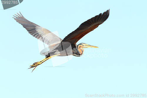 Image of purple heron in flight