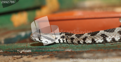 Image of vipera palaestinae in a terrarium