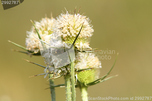 Image of thorn flower