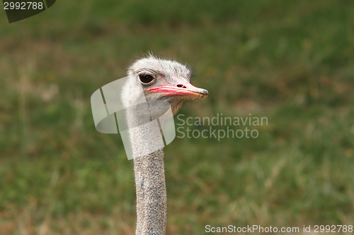 Image of ostrich head