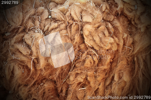 Image of llama dirty fur