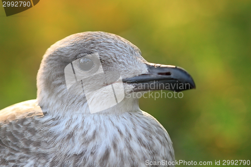 Image of juvenile herring gull head