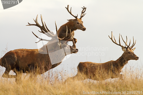 Image of red deers on the run