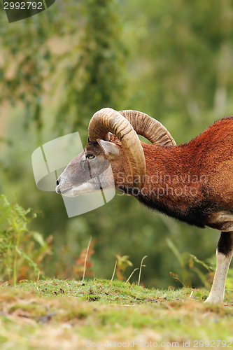 Image of big mouflon ram over green background