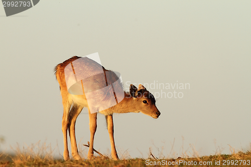 Image of fallow deer calf in beautiful light