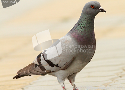 Image of feral pigeon on urban street