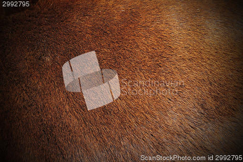 Image of texture of zebu pelt