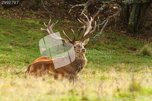 Image of magnificent red deer stag