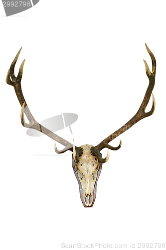 Image of big deer stag trophy