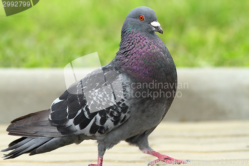 Image of male pigeon walking proudly