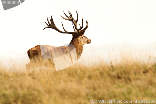 Image of red deer stag in big grass
