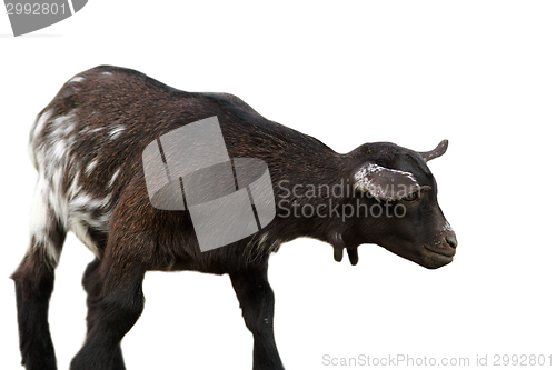 Image of black goat over white background