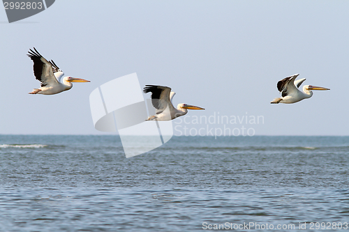 Image of abstract formation of three pelicans
