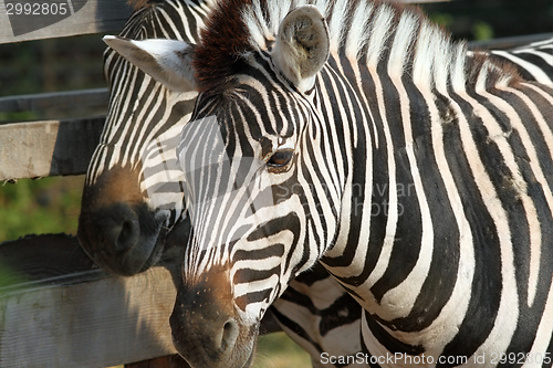 Image of zebra portrait