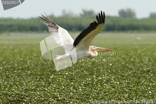 Image of great pelican flying over marsh