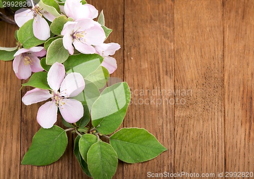 Image of apple flowers branch 