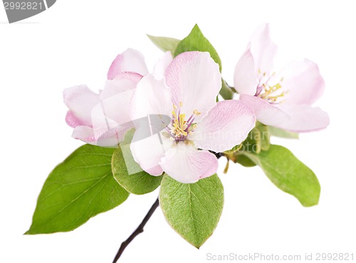 Image of apple flowers branch 