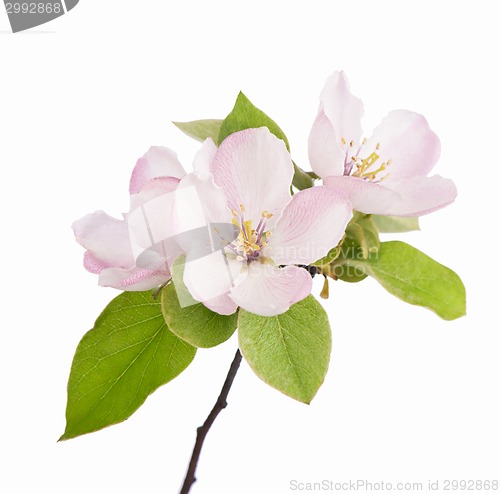 Image of apple flowers branch 