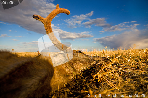Image of death on the prairie