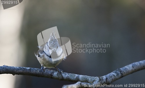 Image of crested tit