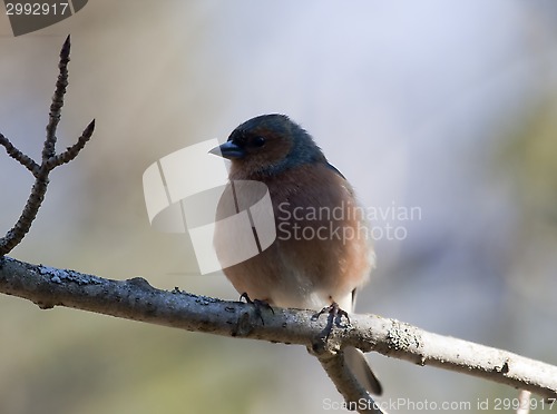 Image of male chaffinch