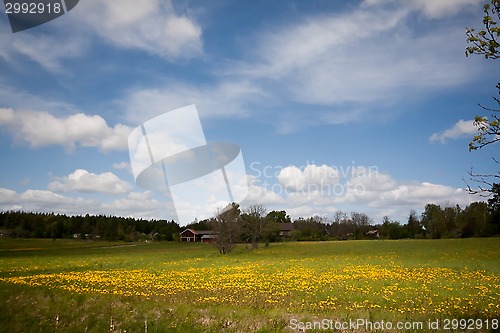 Image of summer meadows