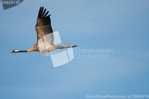 Image of flying crane