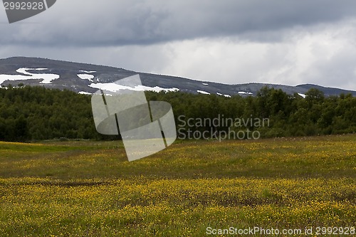 Image of summer meadows