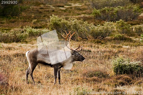 Image of reindeer bull