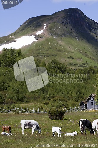 Image of grazing cows