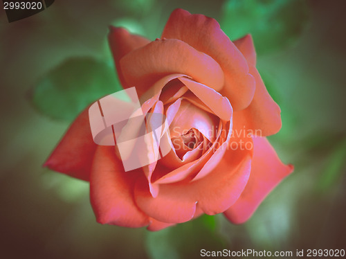 Image of Retro look Rose