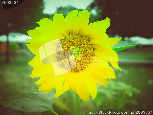 Image of Retro look Sunflower flower