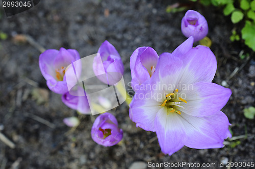 Image of sunlit colchicum in the flowerbed